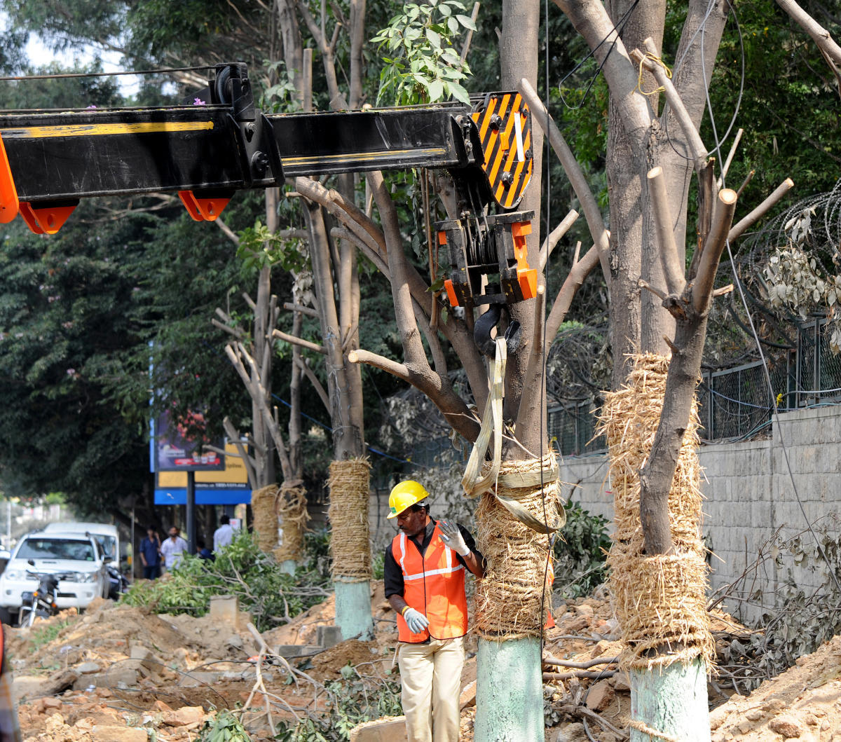 Translocation does not amount to felling trees: MoEF