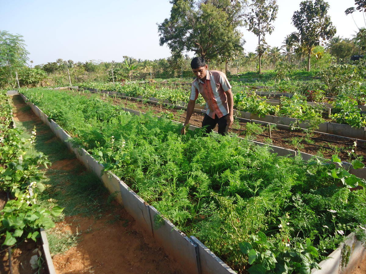 Fresh vegetables, sans chemicals