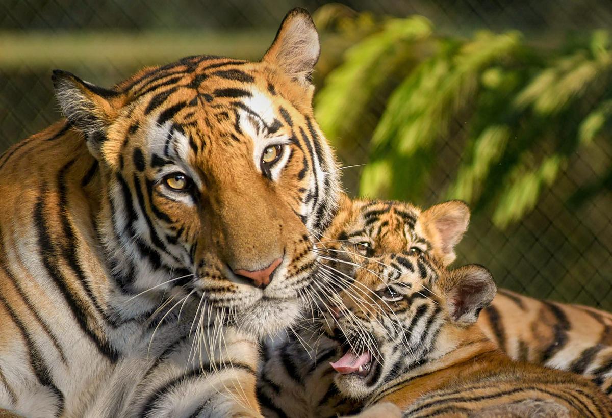 Roar, but do more