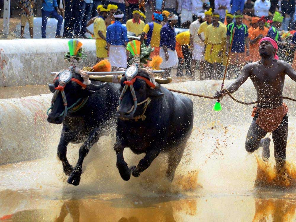 SC judge recuses from hearing plea against 'Kambala'