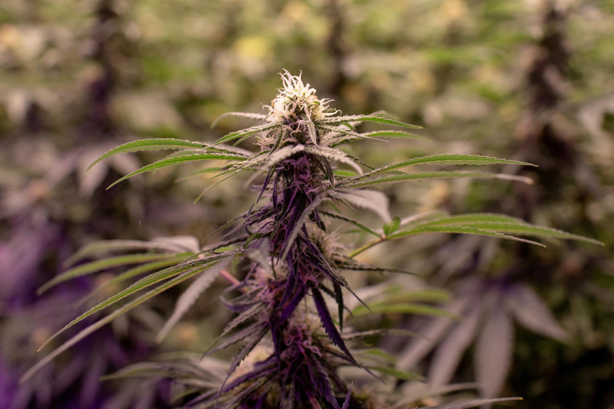 AYUSH bats for medicinal use of cannabis at Oja fest