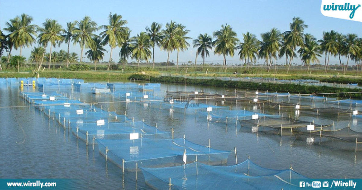 Conduct inspection of Mega Aqua Food Park: NGT to AP