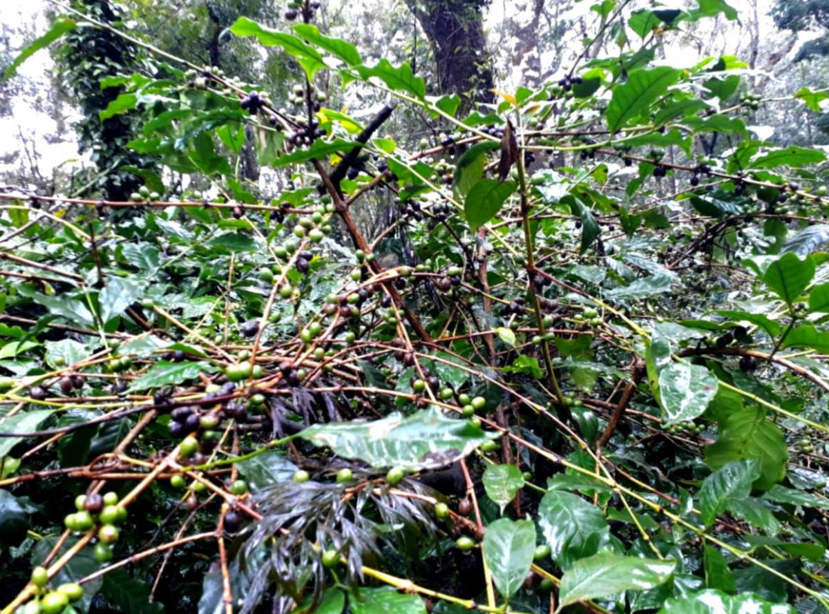 Loss of crops: Coffee growers in distress