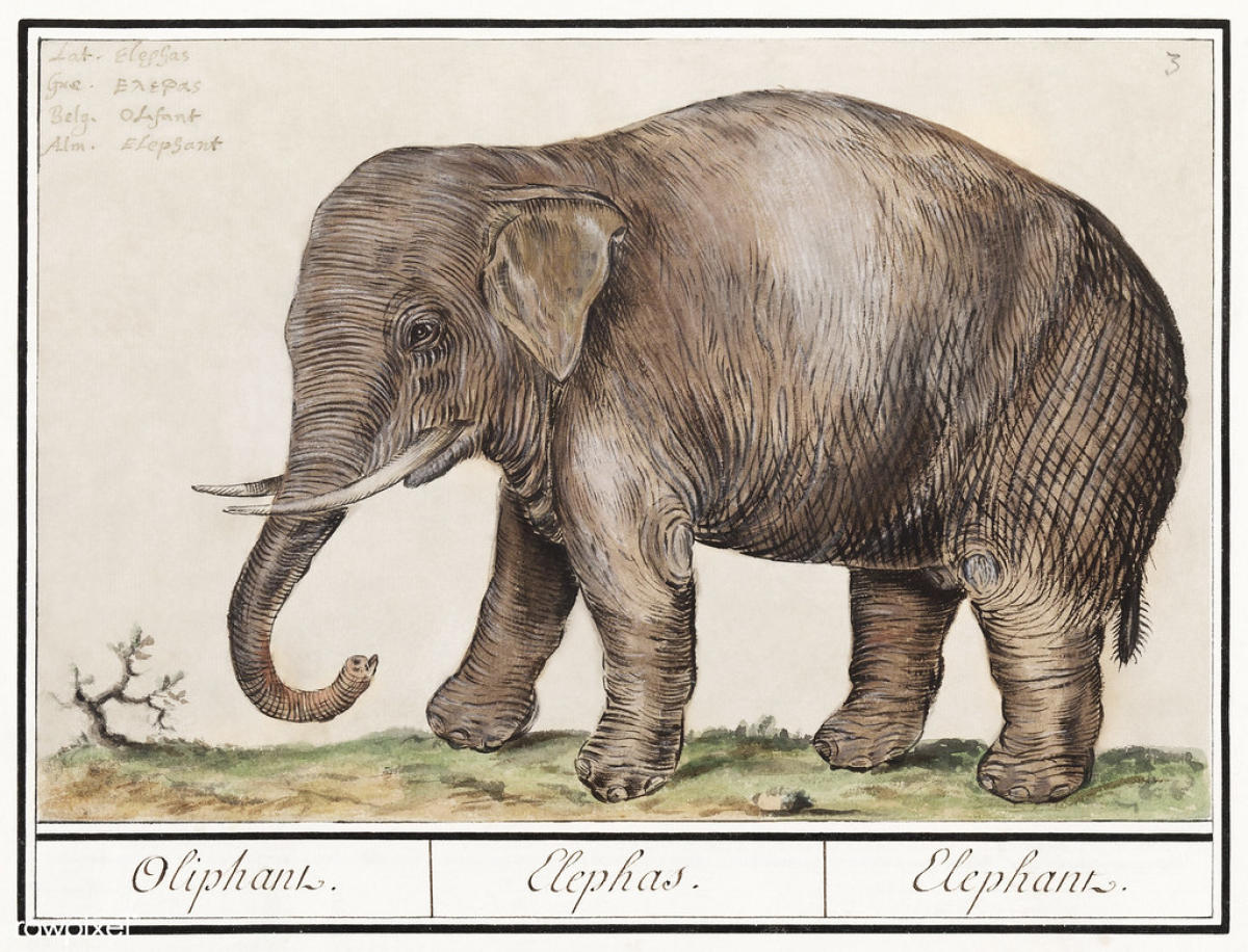 God’s own elephant