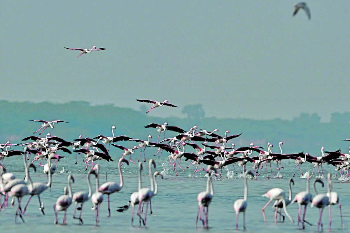 NGT directs KSPCB to monitor work on Bidar lake