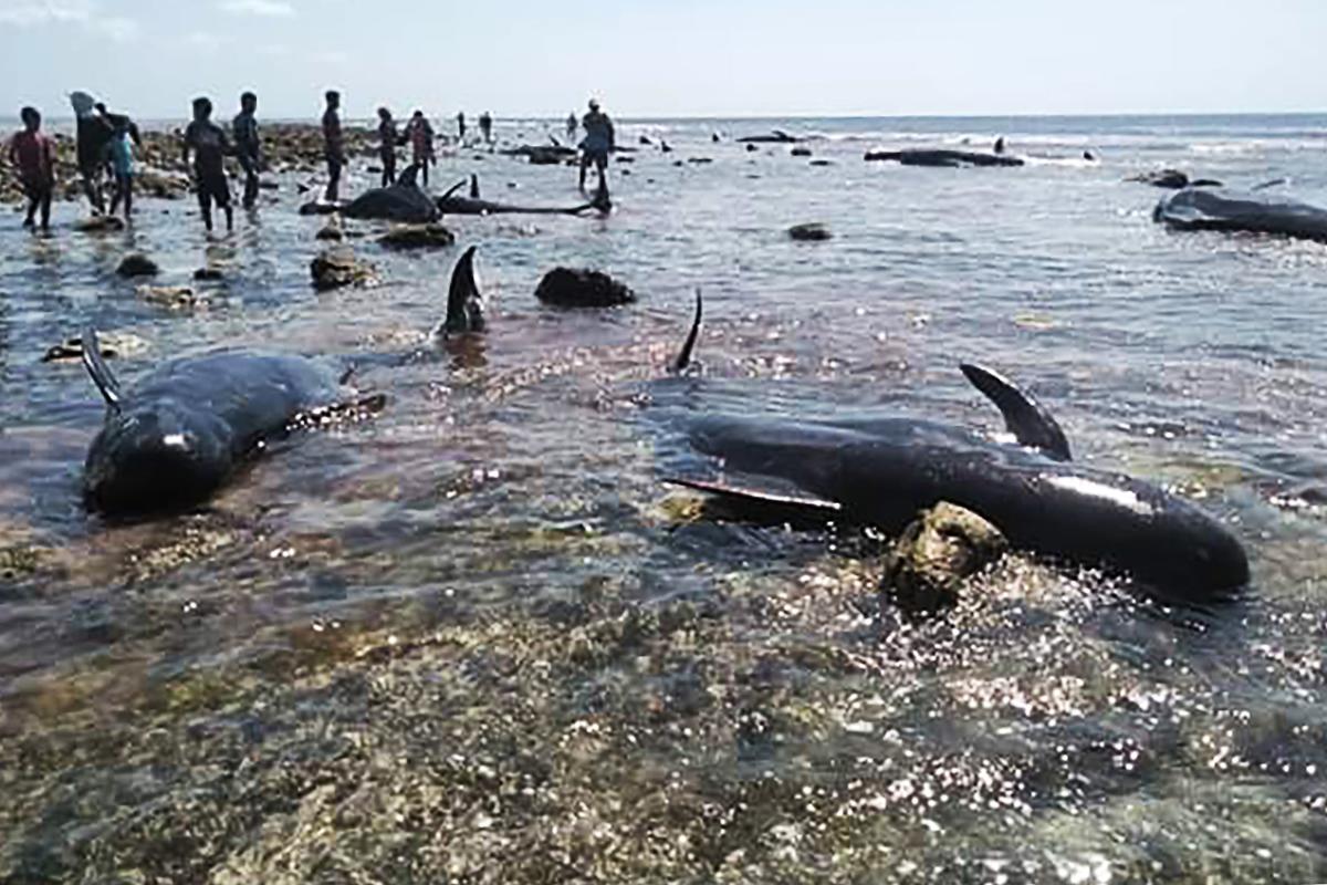 Seven stranded whales found dead in Indonesia