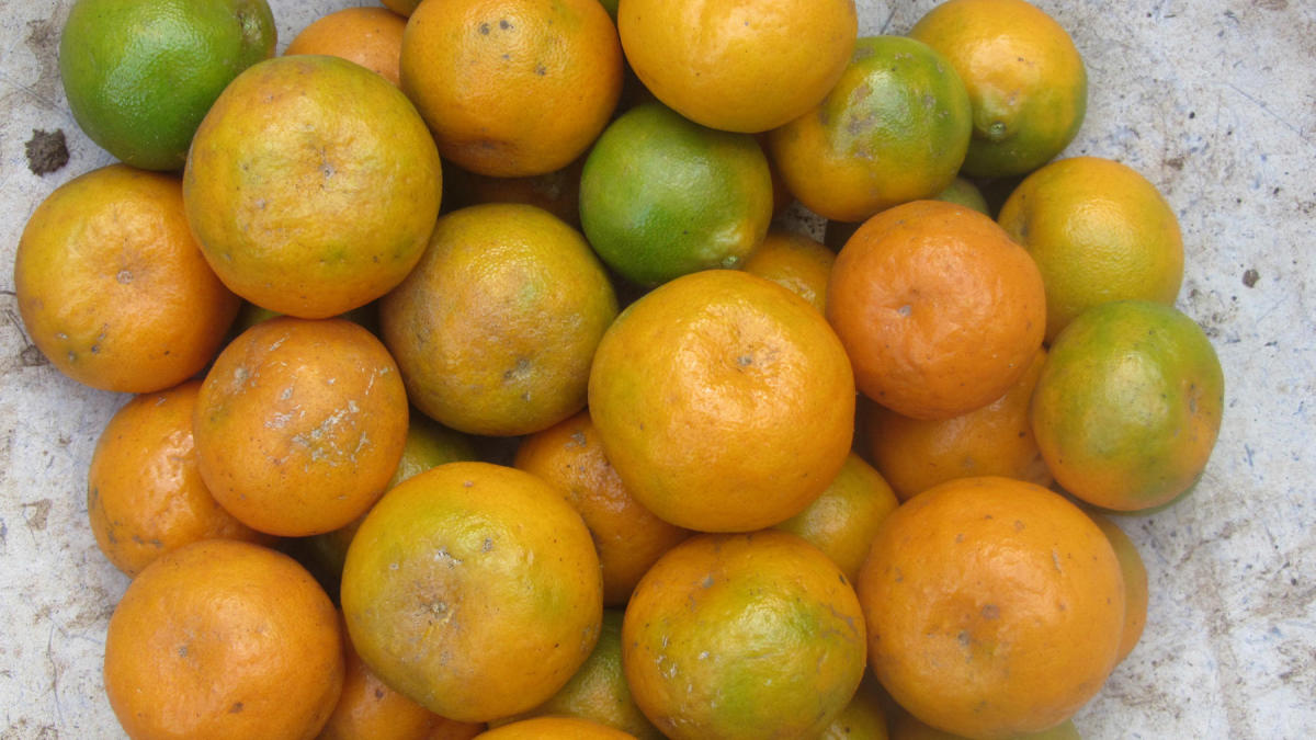 Kodagu orange is in the blues