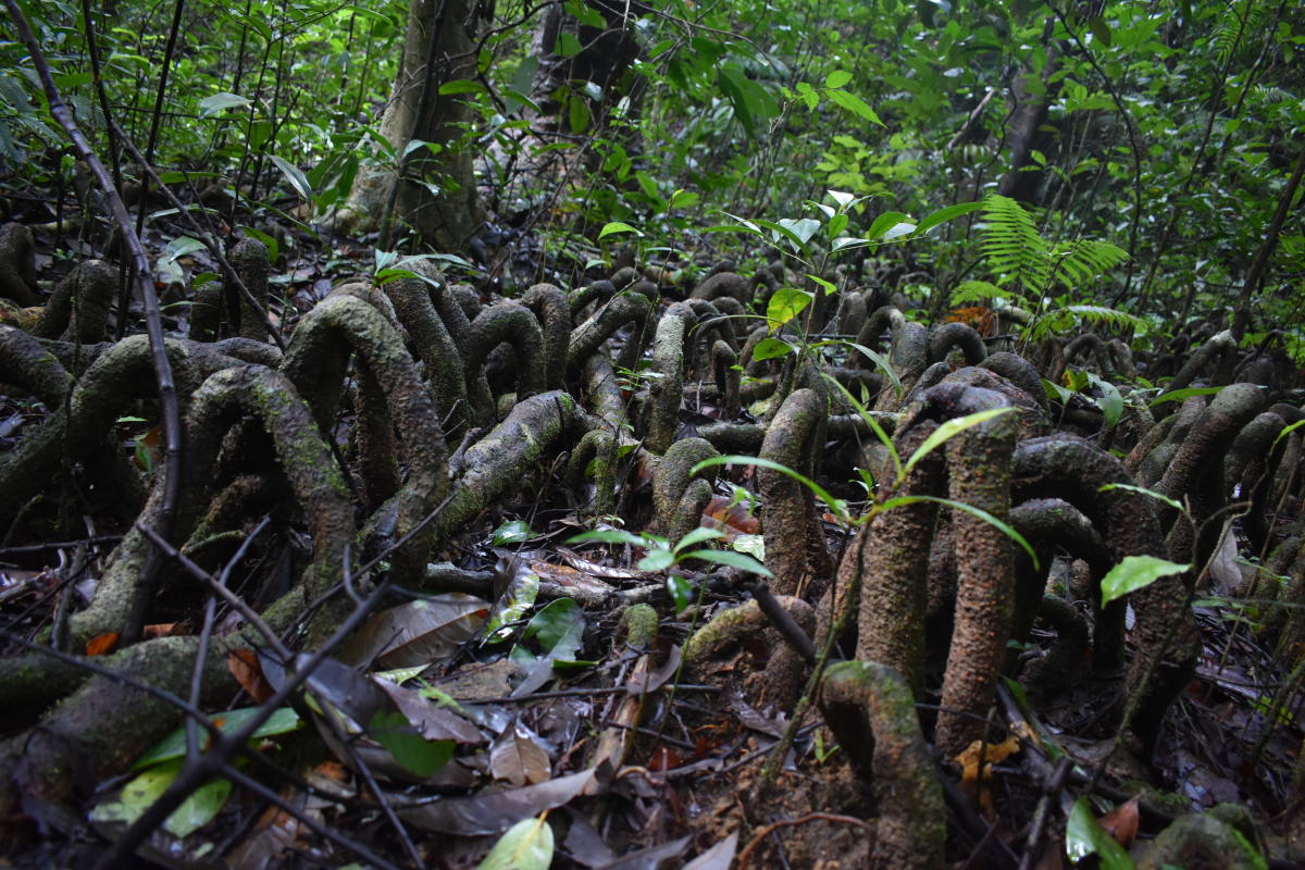 Who will save the swamps?