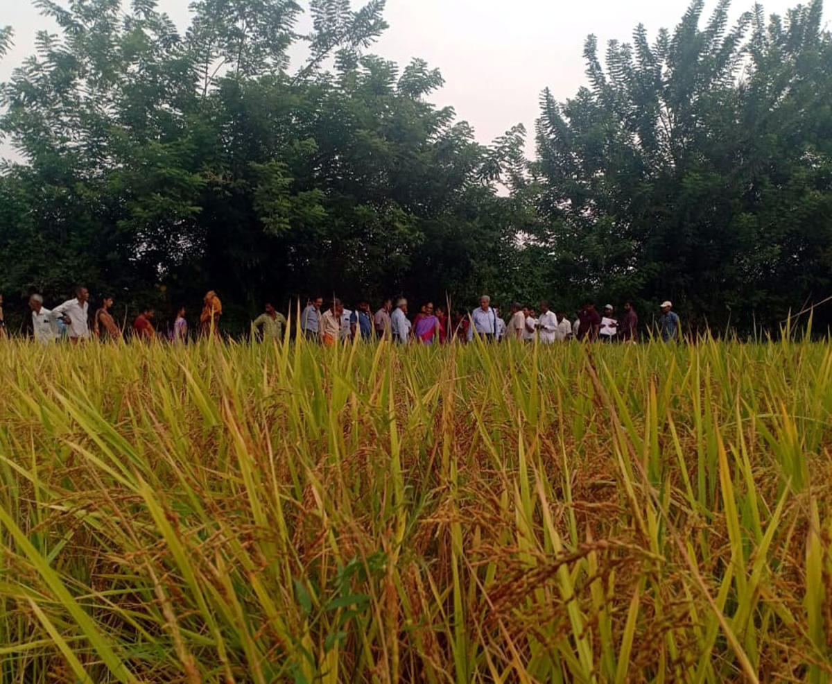 Koorige method: Paddy cultivated on 300 ha