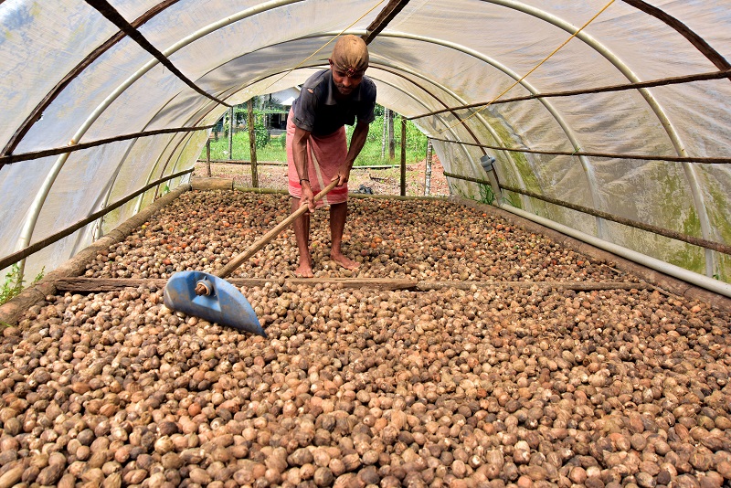 'Prevent entry of cheap arecanut from Sri Lanka'