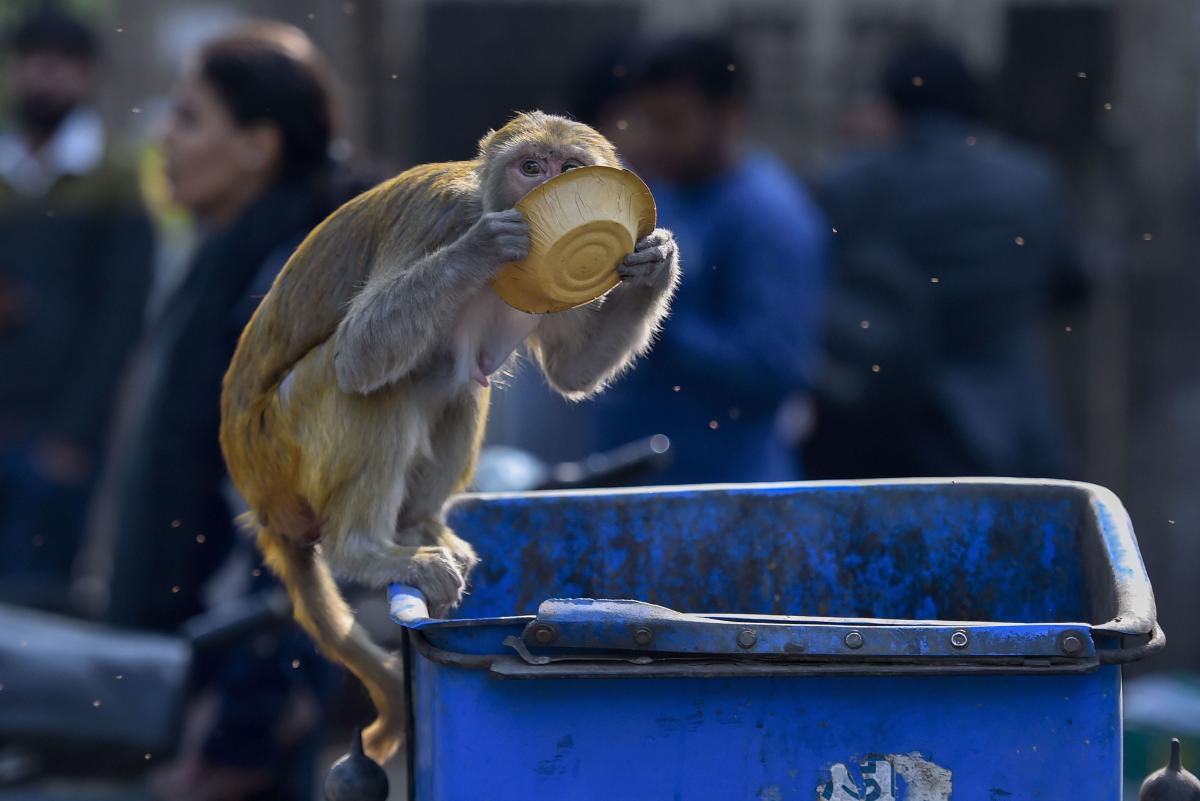 No monkey business this