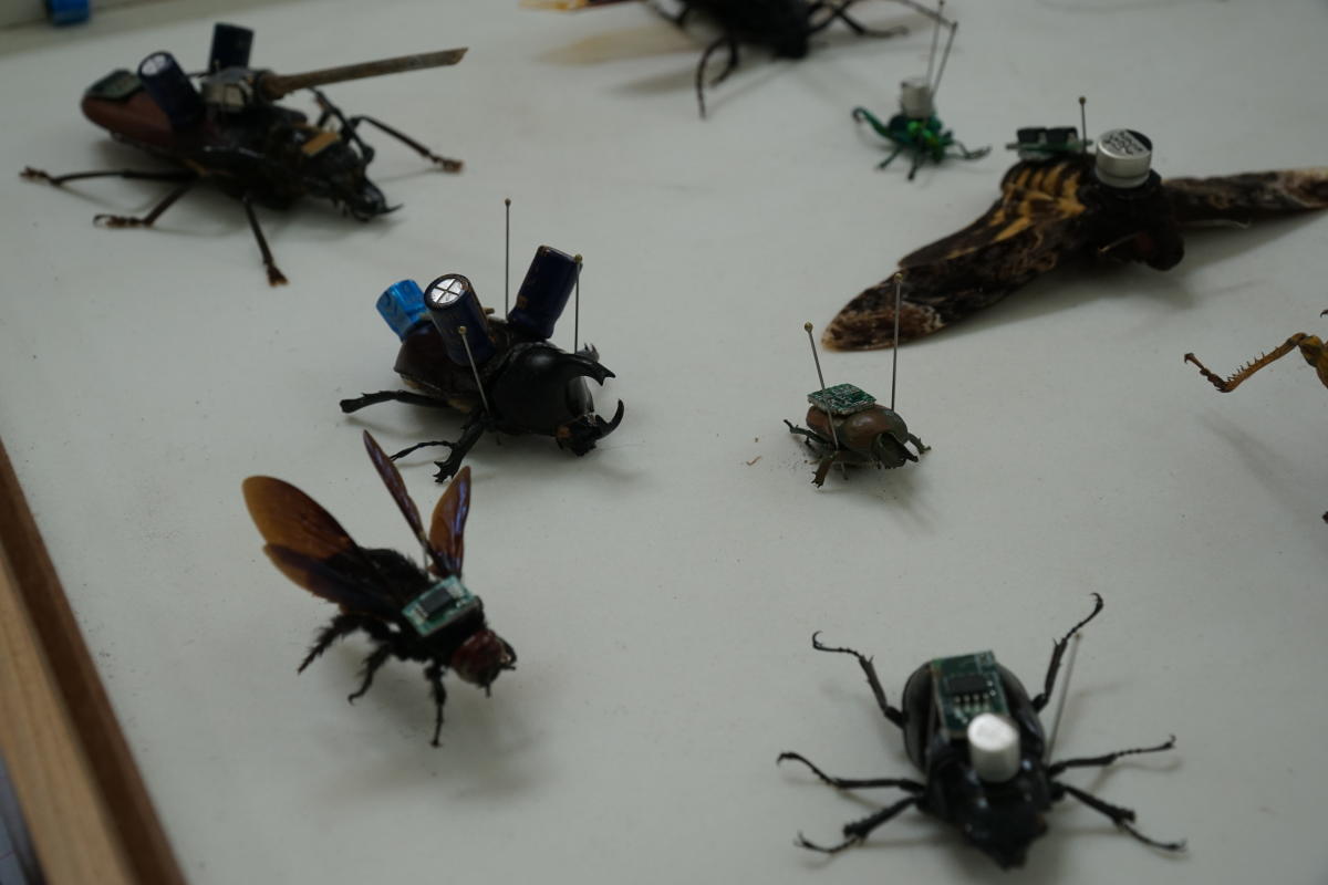 A collection of insects with electrodes and cameras attached is displayed at an insect exhibition at GKVK on Sunday. The setup reflects studies in International Institutes where insects are used to serve as drones for surveillance and rescue work. DH phot