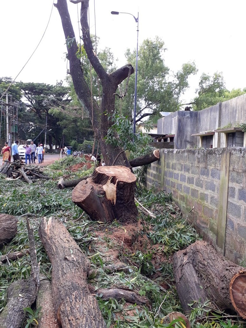 1,092 trees face axe for four-laning of 7-km road 