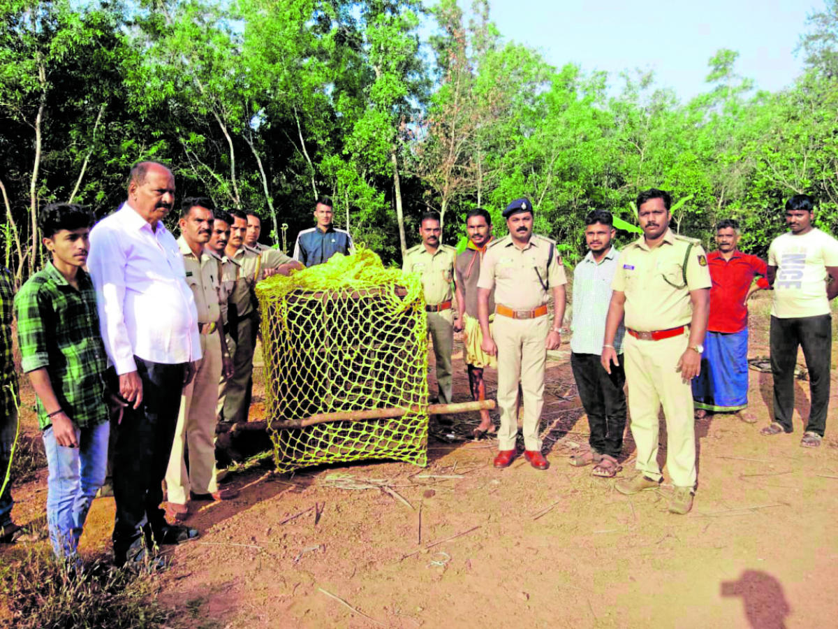 Leopard caught in Kundapur taluk