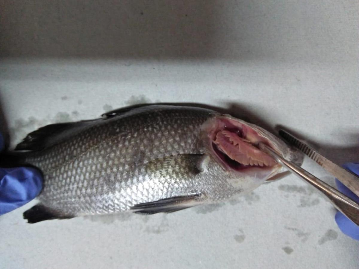 RSIV, a new viral disease detected in Asian Sea Bass