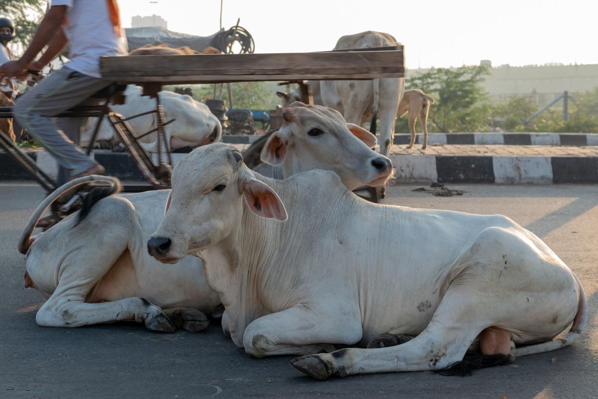 Bovine bashes