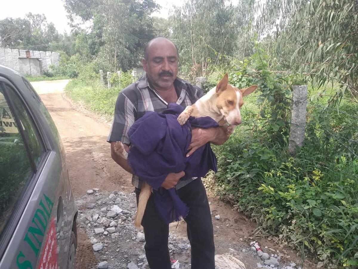 Elderly couple runs shelter for abandoned, sick animals