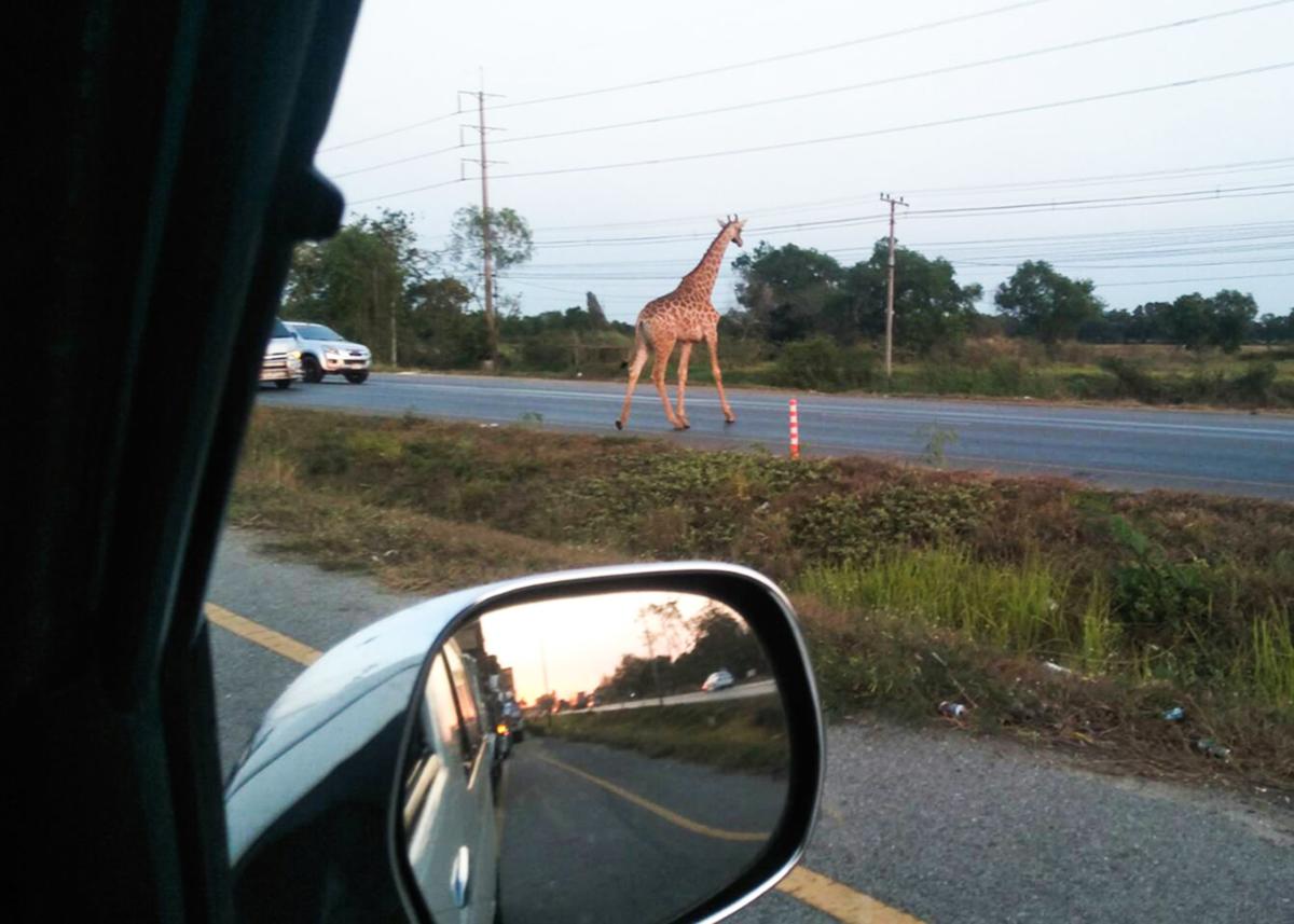 Fugitive giraffe found dead in Thai canal