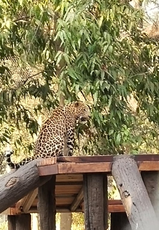 Animals from Karnataka attracting Mumbaikars