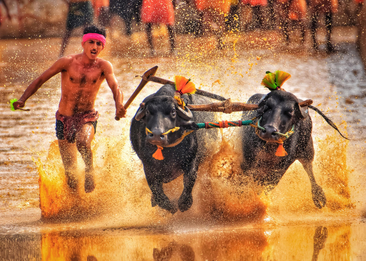 Kambala: The road to race