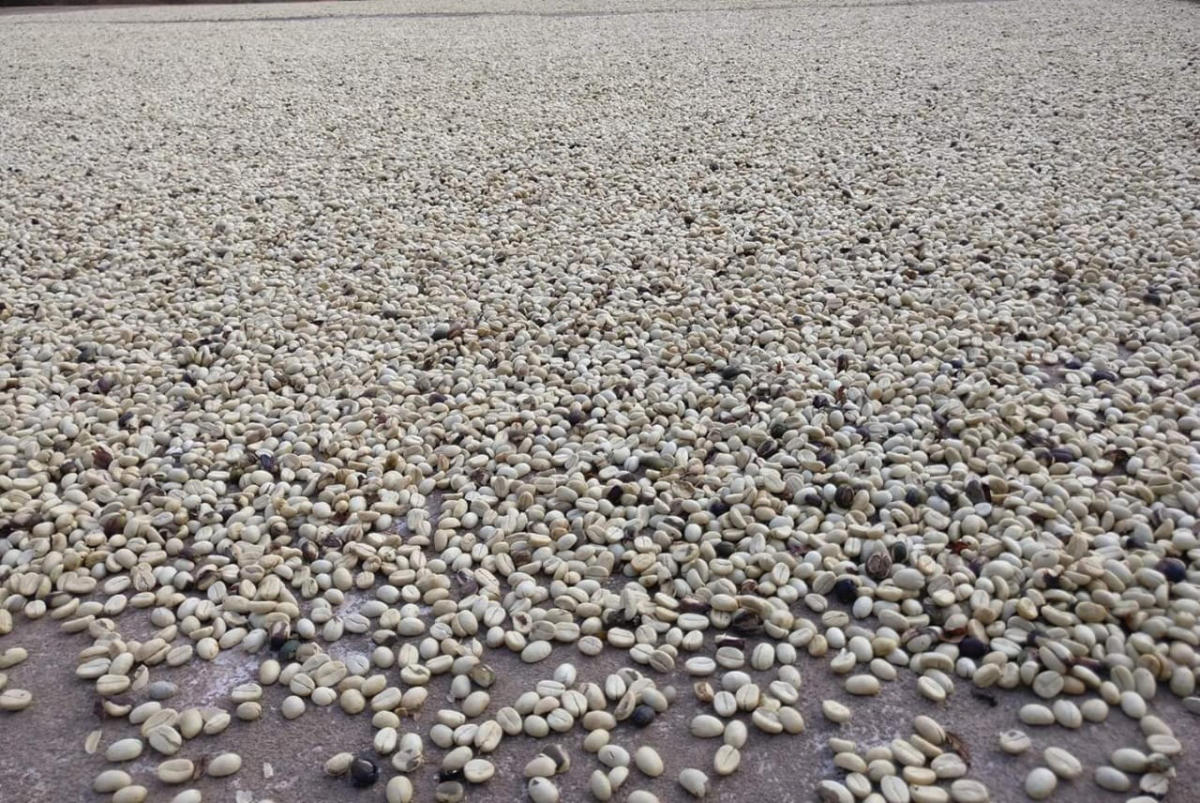 Arabica parchment coffee hits record price of Rs 10k per bag