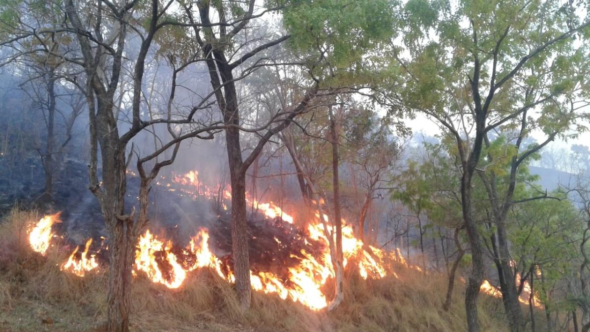 300 acres of forest land destroyed in fire