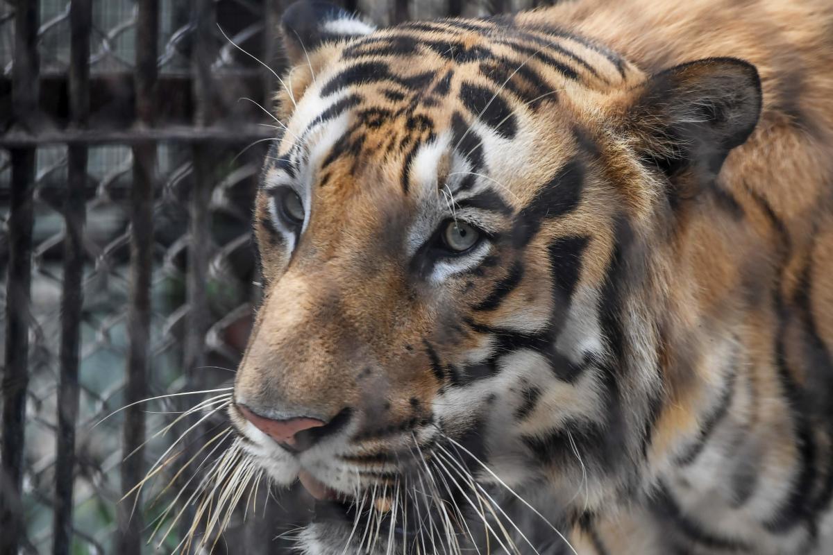 How did COVID-19 get to a tiger? Therein hangs a tale