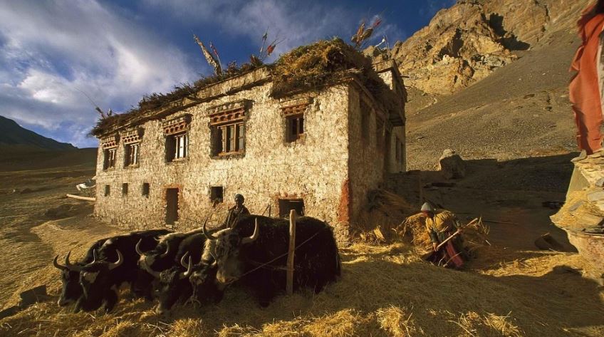 Amid COVID-19 lockdown, seasonal migration of tribal nomads begins in J&K