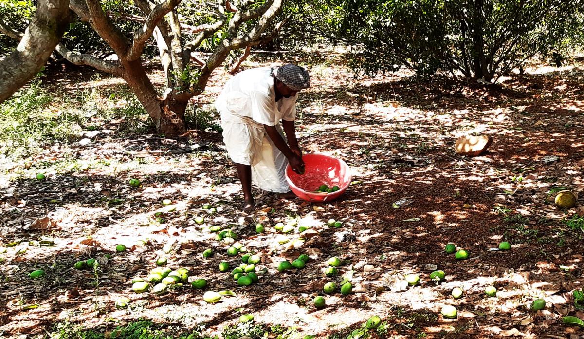 Thunderstorms dash mango growers' hopes of salvaging crops