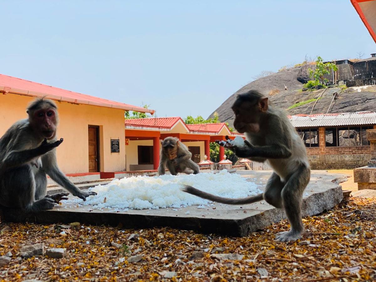 Coronavirus Lockdown: Monkeys at Karinja gets food through Animal Care Trust