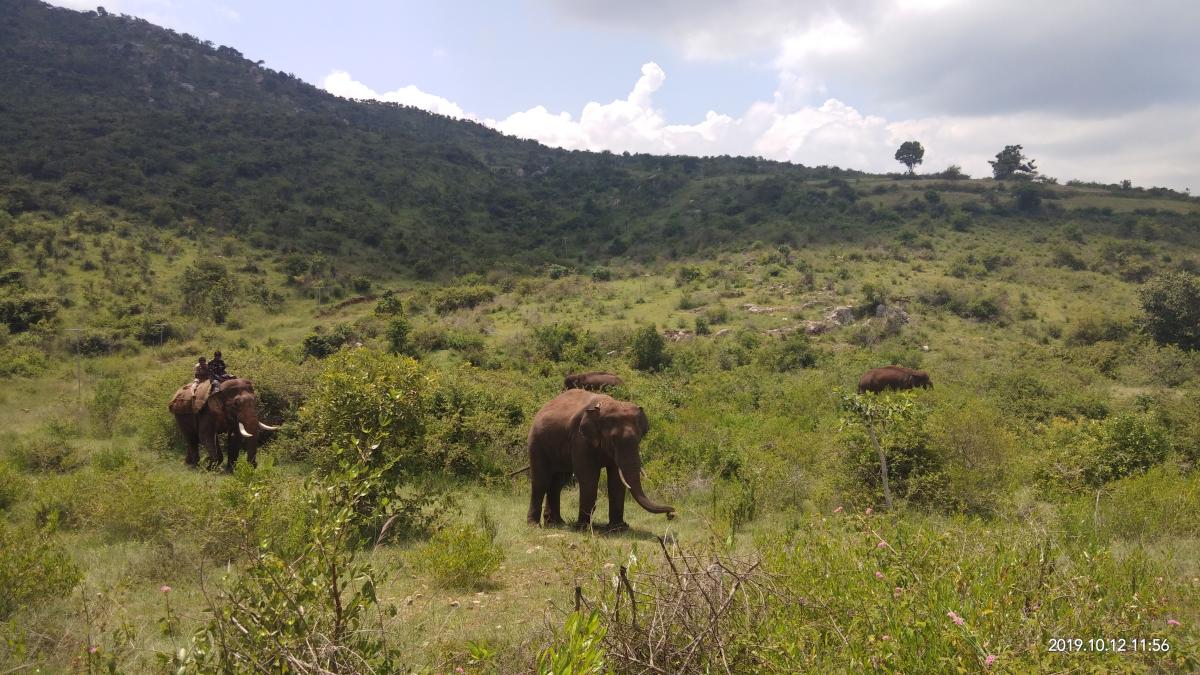 Animal population rising, but forests have decreased in Karnataka: Eshwar Khandre