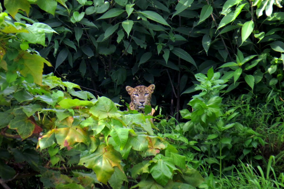 Urban wildlife