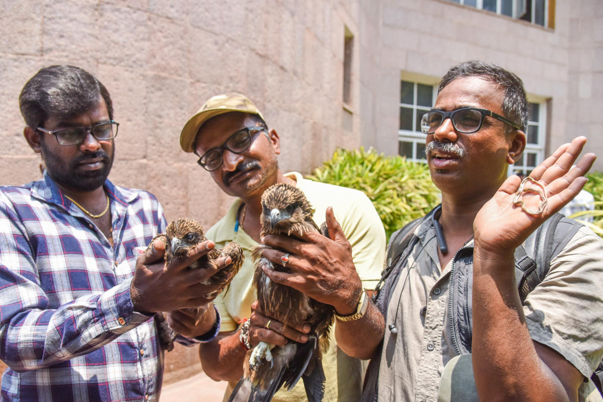 BBMP, forest dept squabble over wildlife rescue team