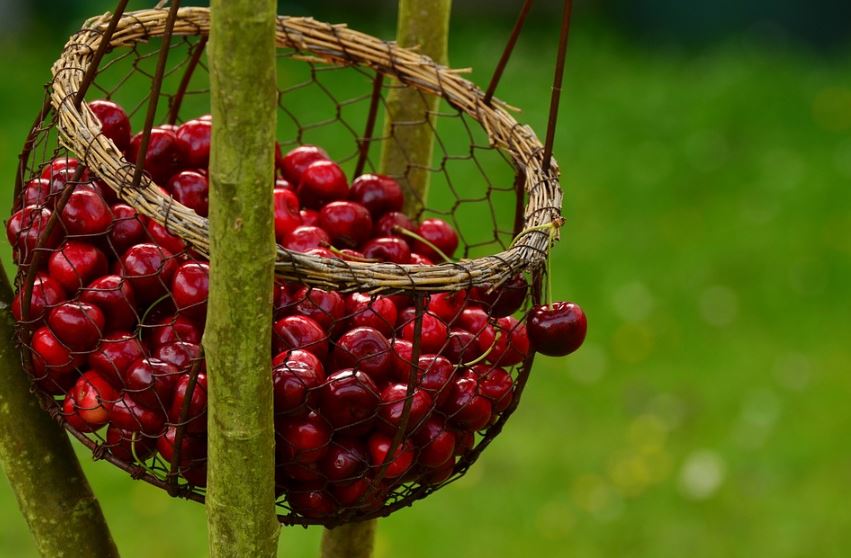Cherry blossoms in Kashmir, but growers worried due to lockdown