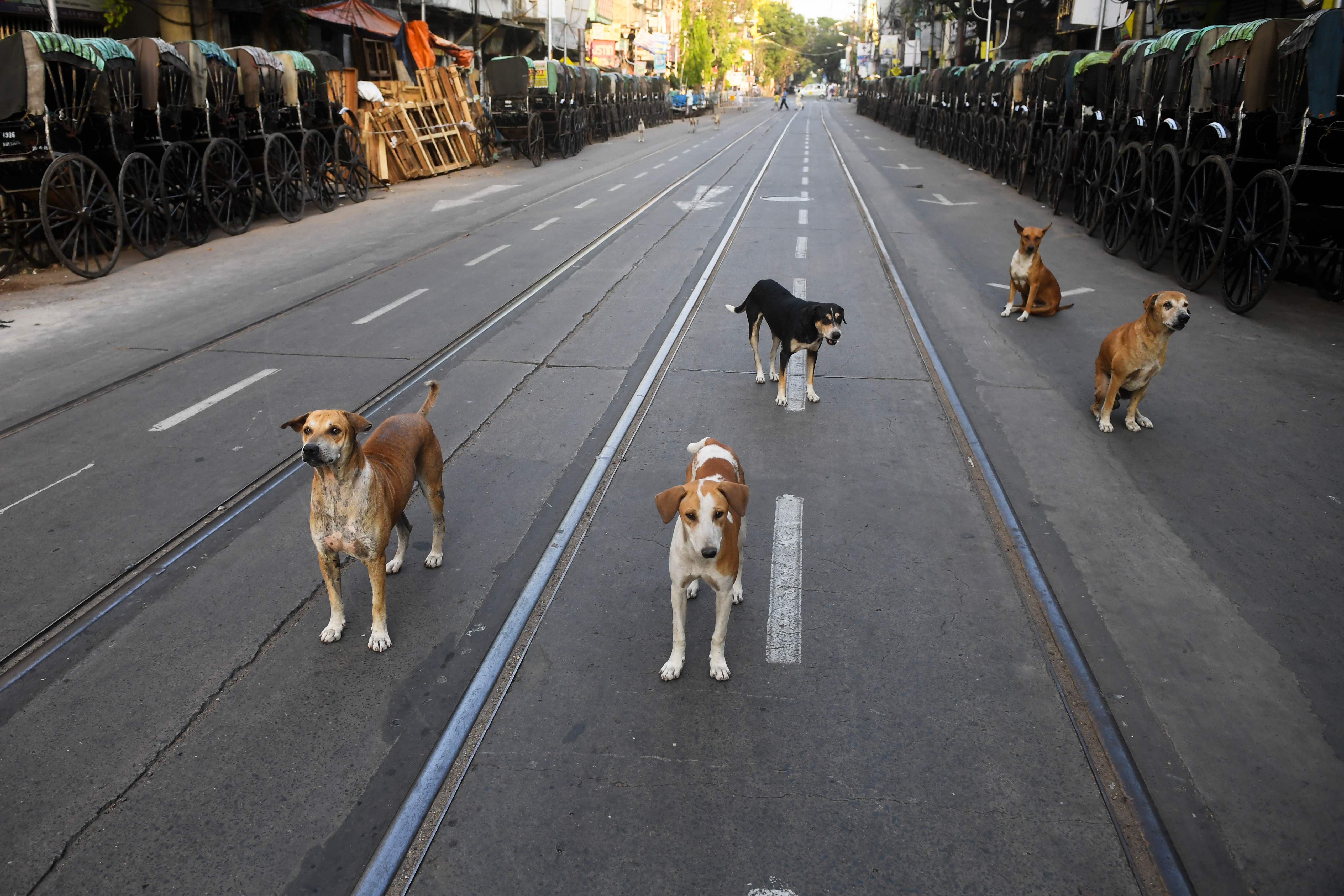 COVID-19: Do not target stray dogs  