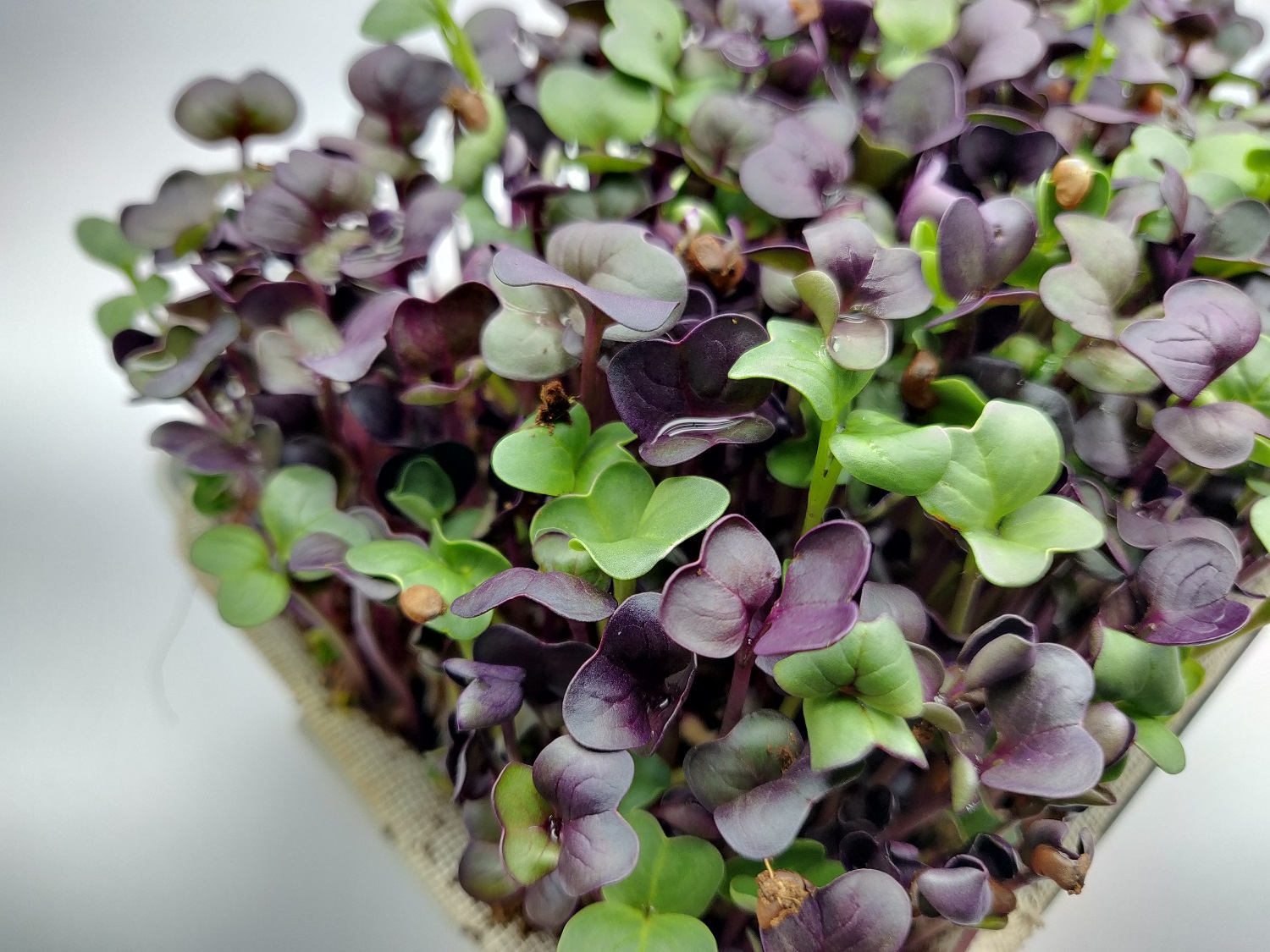 More than a garnish...