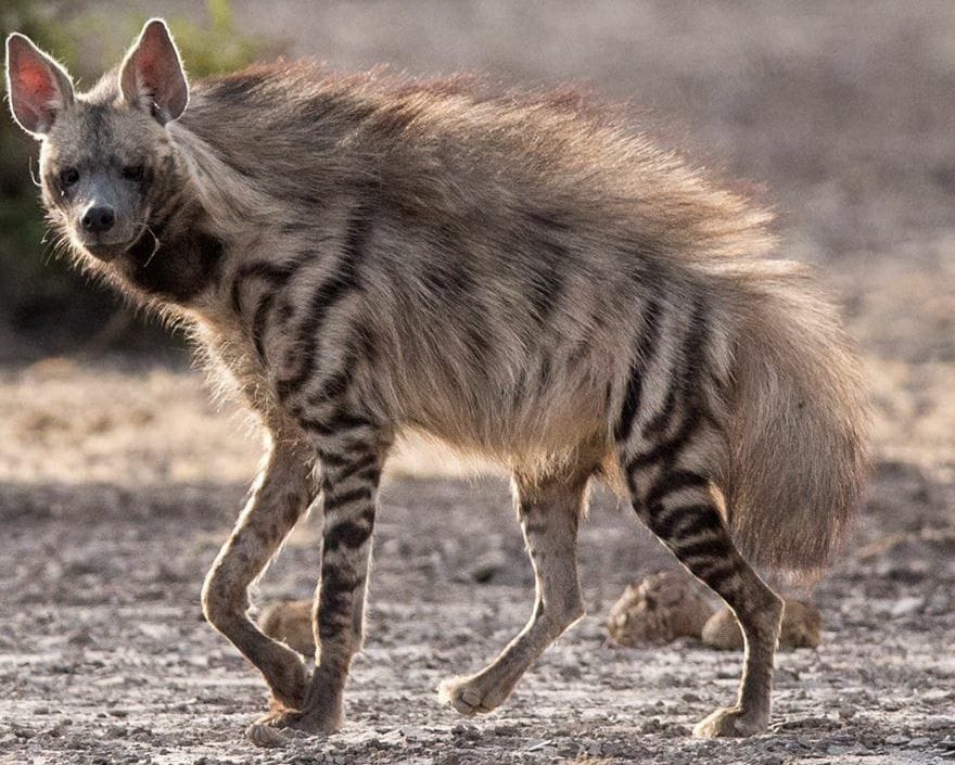 Pilikula Biological Park at Moodushedde gets two striped Hyenas, two Indian gaurs and four black swans