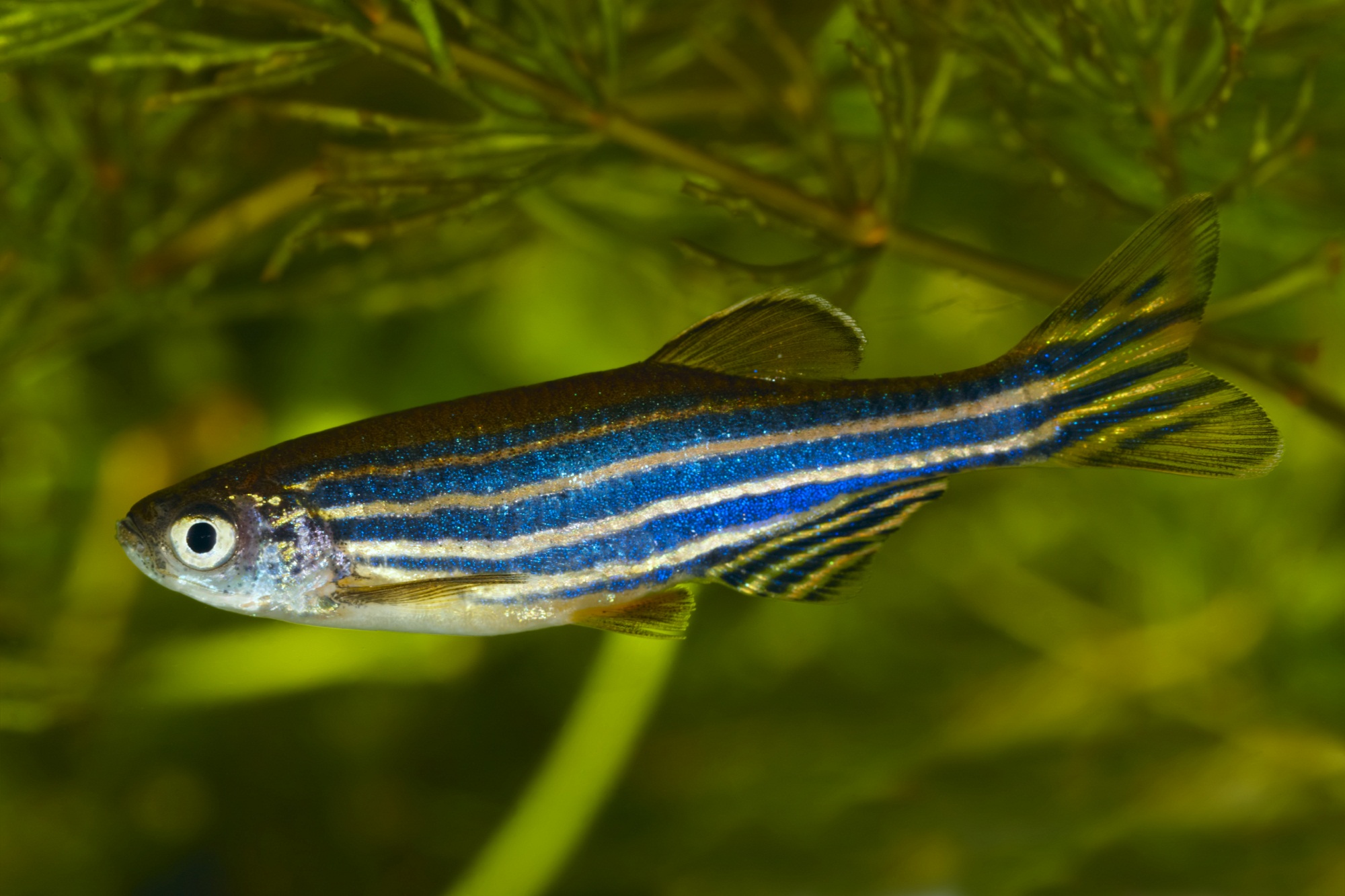 Zebrafish emerging as a research model