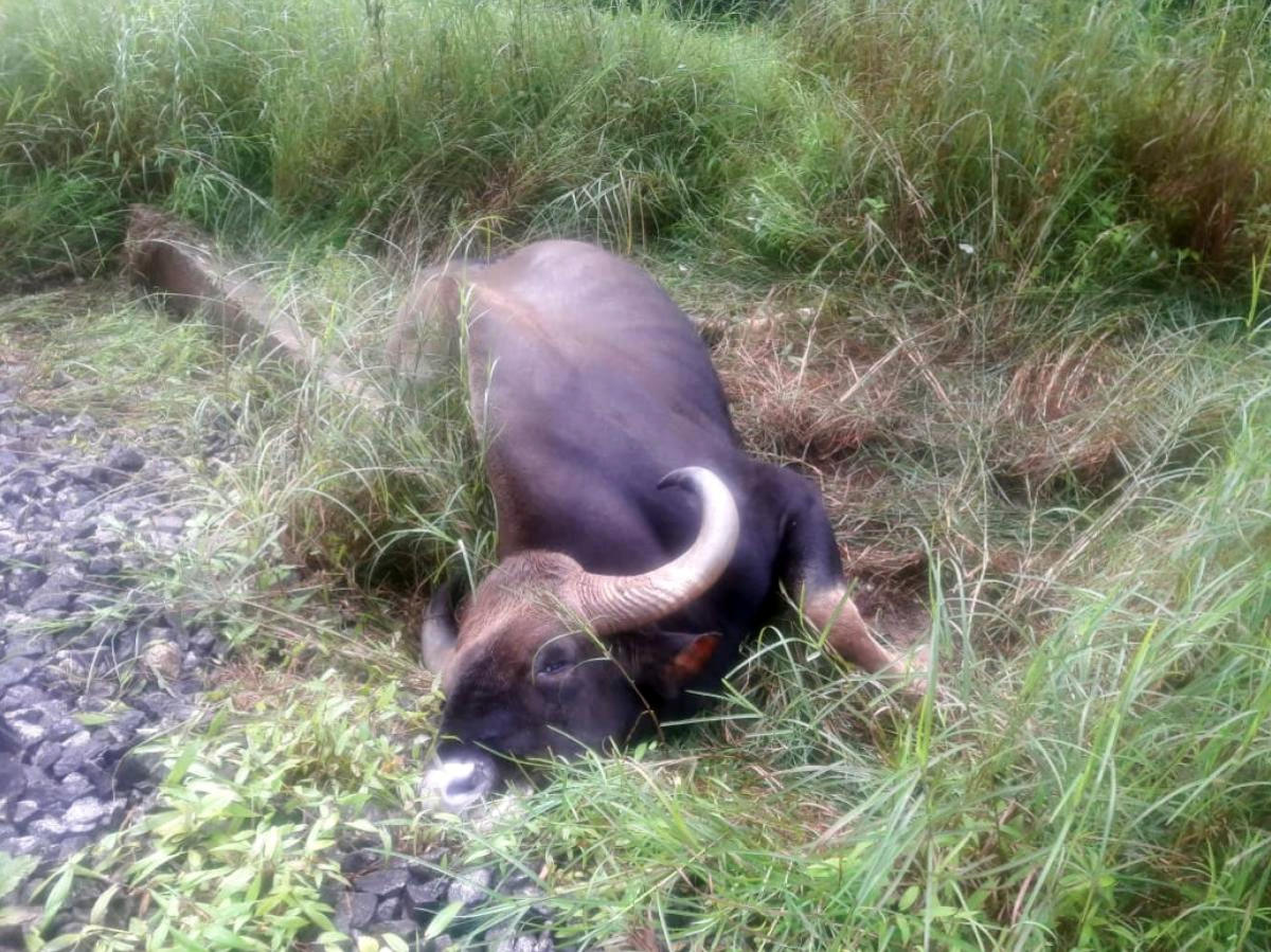 Cut train speeds, save wildlife: forest dept to SWR