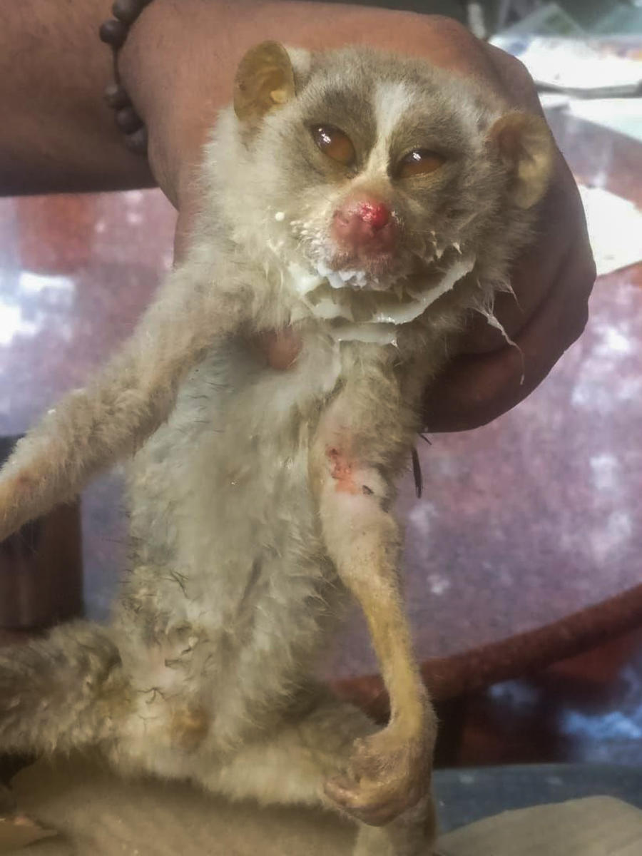 Dumped after black magic, injured slender loris rescued