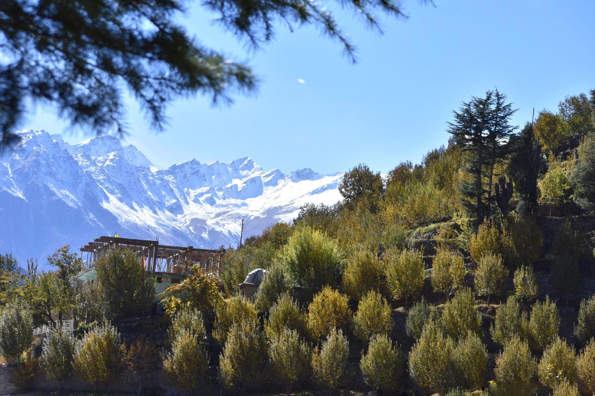 Apple of Kinnaur's eye