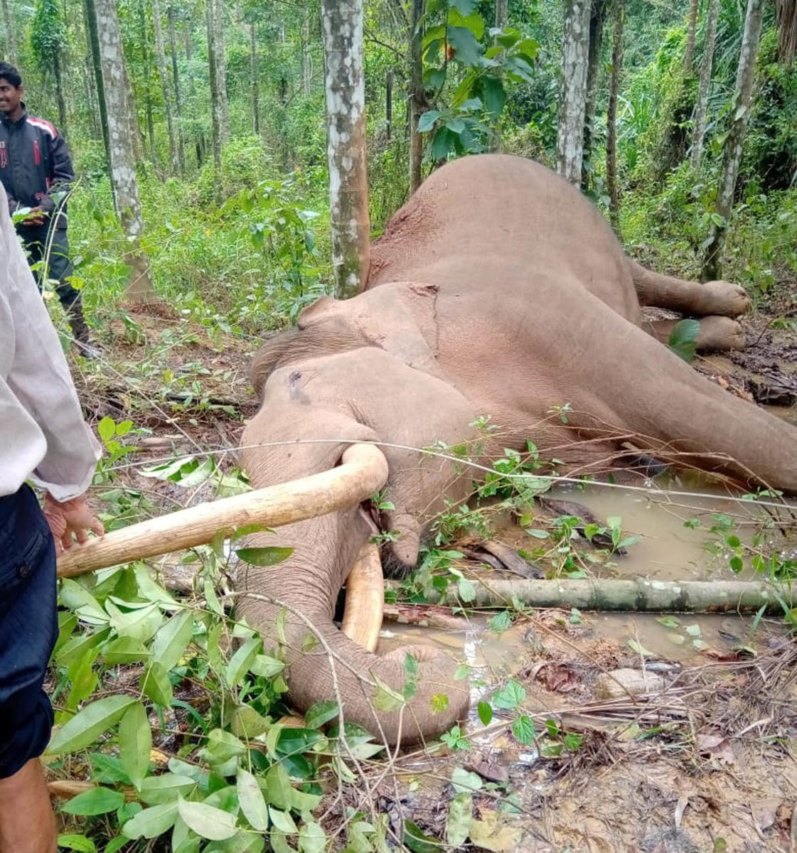 55-year-old tusker dies of electric shock