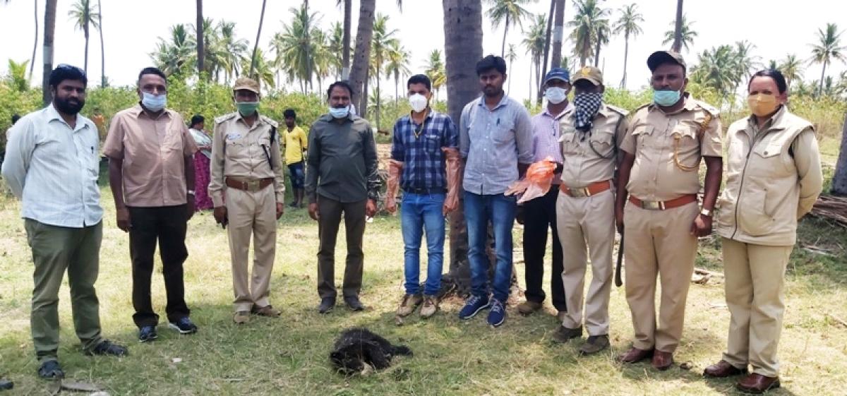 Bear cub found dead in Karnataka's Kadur