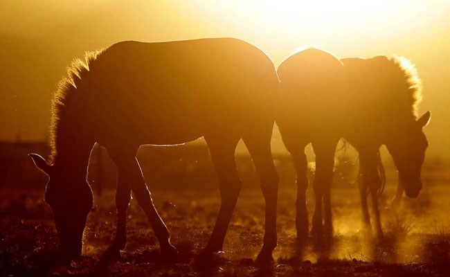 World's last wild horses aren't really wild after all