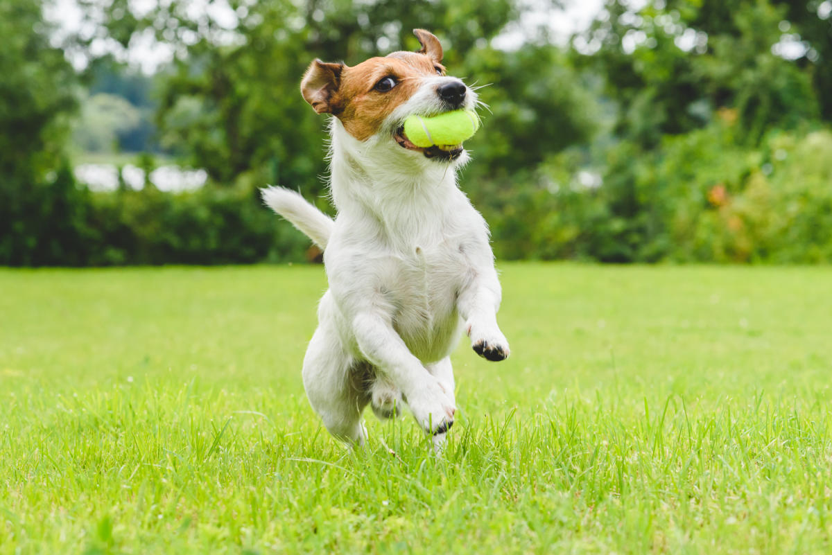 Effective exercises for your pets