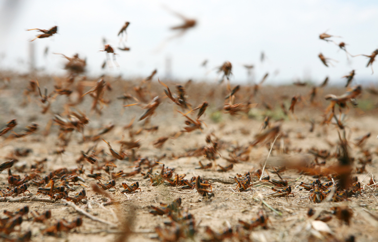 EXPLAINED | What are locusts and how are they harmful?