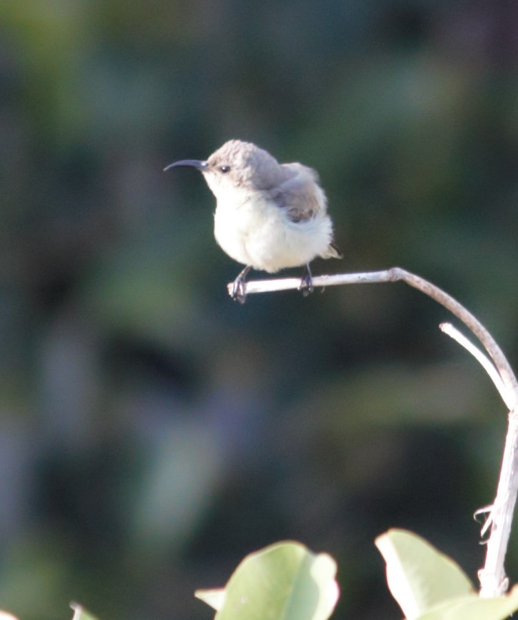 It cannot get prettier than this, a female baby, two mornings after taking wings.