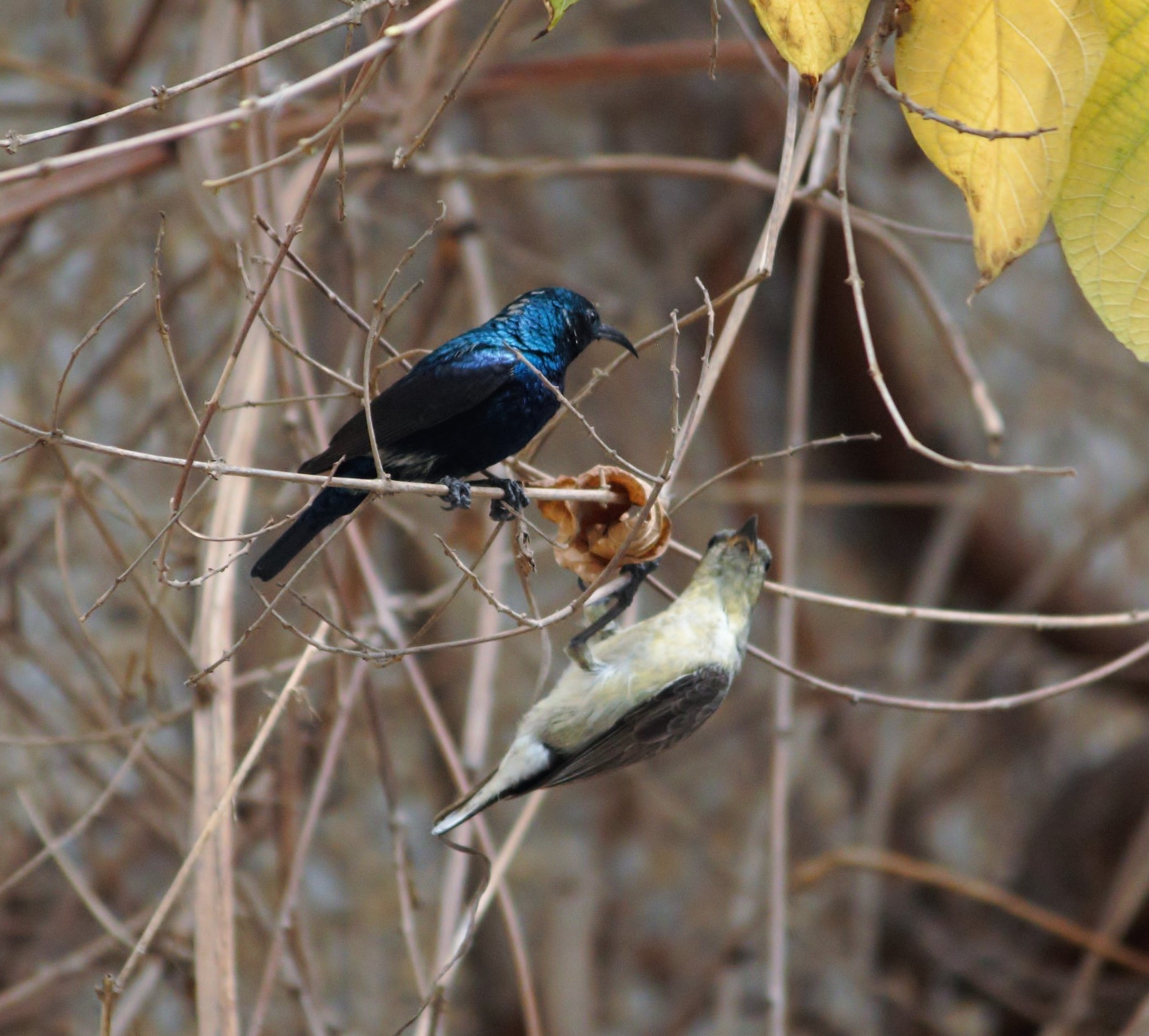 The courtship