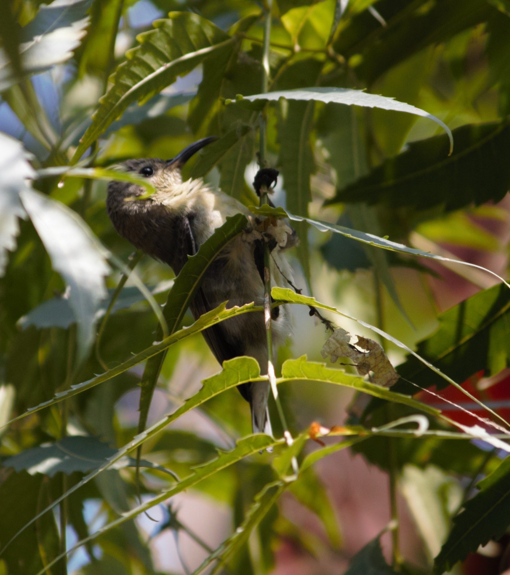 It is she who constructs the nest.