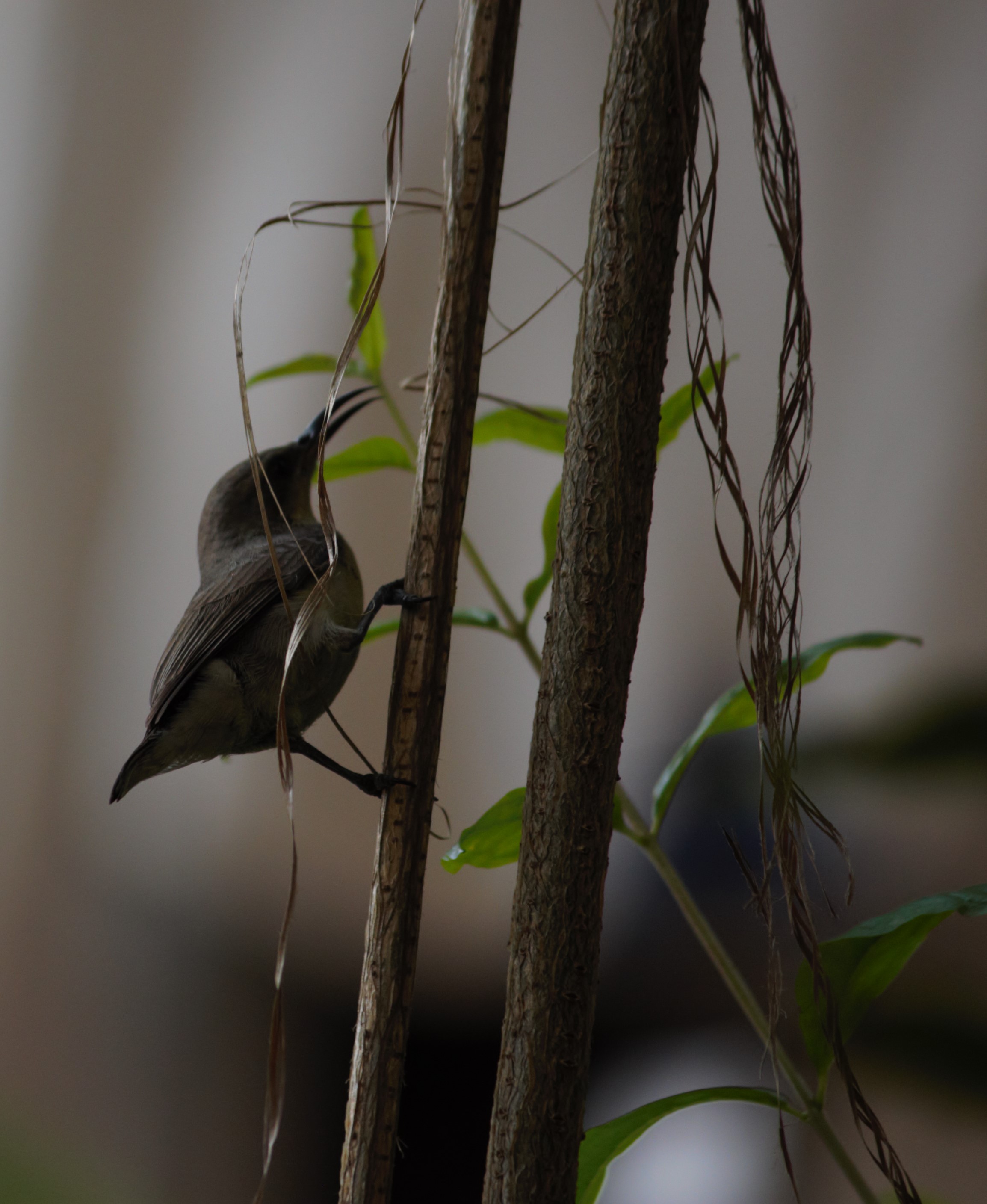 Plastic threads give strength to the hanging nest.